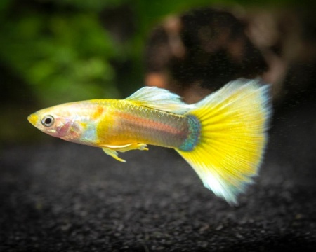 Гуппи берлинский желтохвостый (Guppy German Yellow Tail)