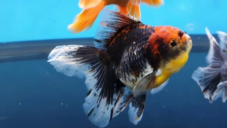 Оранда трехцветная (Goldfish Oranda trikolor)