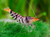 Креветка Тигровая Каридина (Caridina parvula )