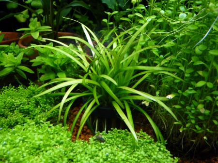 Сагиттария стрелолист (Sagittaria subulata)