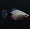 Пецилия белая Микки Маус (Xiphophorus maculatus white Mickey Mouse Platy)