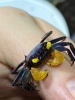 Краб Вампир Лекауда Самец (Geosesarma sp. “lecauda”)