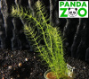 Bacopa myriophilloides- Бакопа мириофилоидес L234