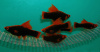 Меченосец Геллера черный Красноплавничный (Xiphophorus helleri Black)
