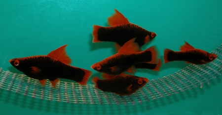Меченосец Геллера черный Красноплавничный (Xiphophorus helleri Black)