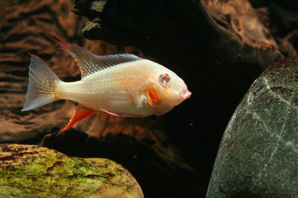 Цихлида Акарихтис Хеккеля Альбино (Albino Acarihthys heckelli) 3-4 см
