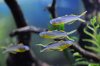 Попондетта фурката (лат. Pseudomugil furcatus) Радужница карликовая 2 см.
