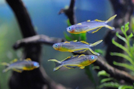 Попондетта фурката (лат. Pseudomugil furcatus) Радужница карликовая 2 см.