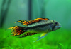 Цихлида Апистограмма Какаду (apistogramma-cacatuoides)