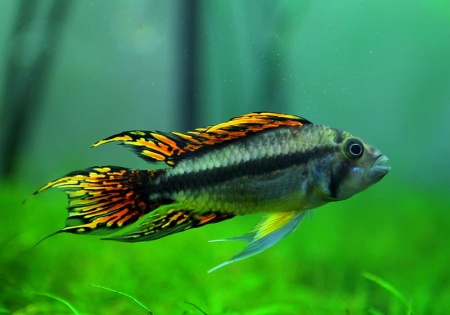 Цихлида Апистограмма Какаду (apistogramma-cacatuoides)