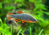Микрорасбора галактика (Danio margaritatus) 1,1-1,23 см 