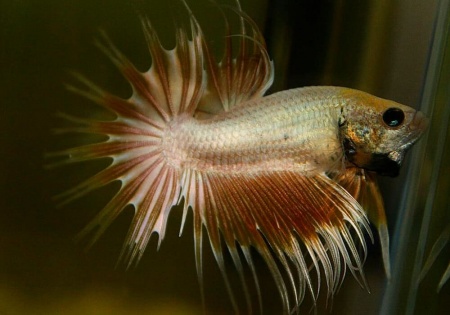 Петушок Коронохвостый золотой самец (Betta-splendens-crown-tail-gold)