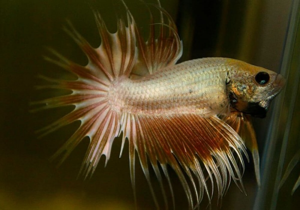 Петушок Коронохвостый золотой самец (Betta-splendens-crown-tail-gold)