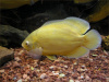 Цихлида Астронотус Лимонный  5 см  (astronotus-ocellatus Ellow)