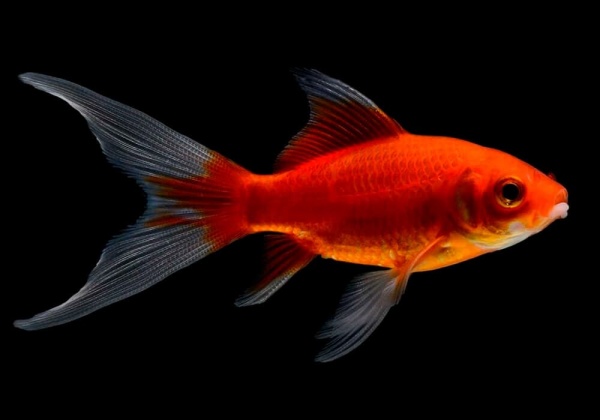 Золотая рыбка Комета красная (Goldfish Comet red)