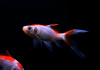 Золотая рыбка Комета красно-белая (Goldfish Comet red-white)