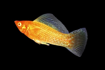 Моллинезия оранжевая альбино парусный (Poecilia velifera Gold Molly sailfin)