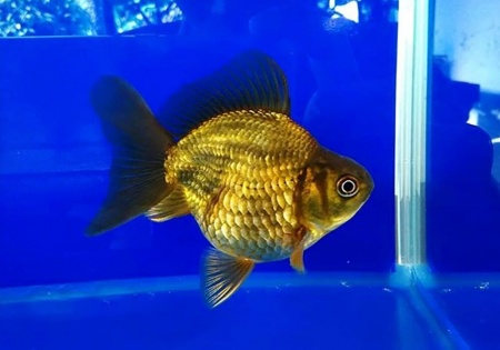 Риукин коричневый (Goldfish Ryukin brown)