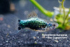 Пецилия синий смокинг (Xiphophorus maculatus blue tuxedo Platy)