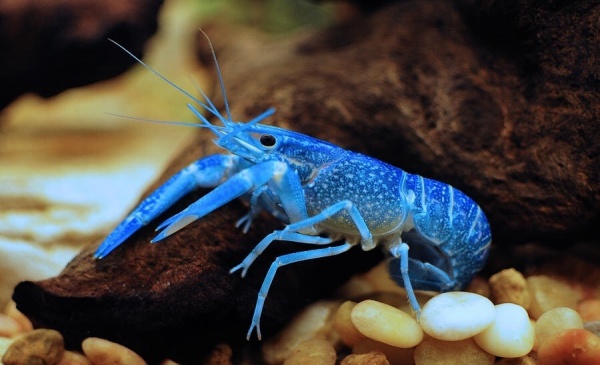 Рак Кубинский синий (Procambarus cubensis)