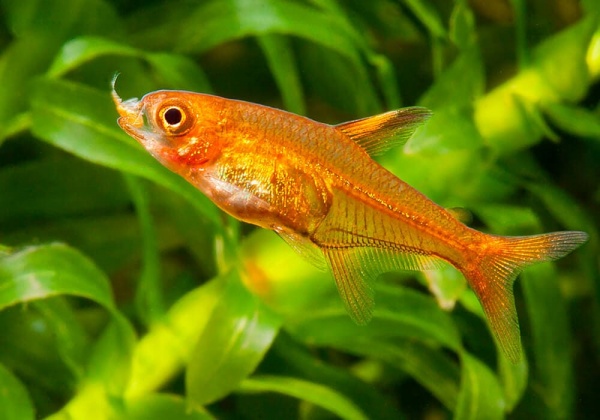 Тетра Аманда (Hyphessobrycon Amandae) 1,8  см