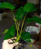 Анубиас Бартера Гигантский (Anubias barteri)