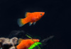 Пецилия красная (Xiphophorus maculatus red Platy)