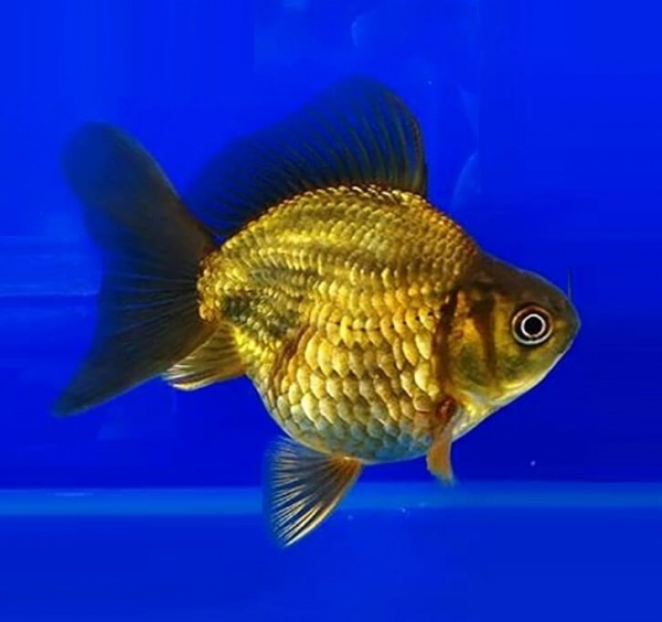Риукин коричневый (Goldfish Ryukin brown)