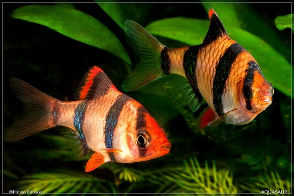 Барбус суматранский (Barbus tetrazona)
