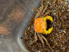 Краб Вампир Априкот САМЕЦ  (Geosesarma bicolor sp.APRIKOT male)