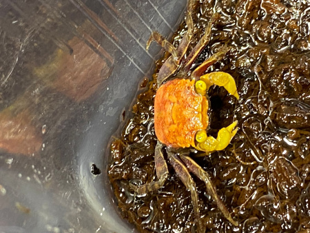 Краб Вампир Априкот САМКА (Geosesarma bicolor sp.APRIKOT female)
