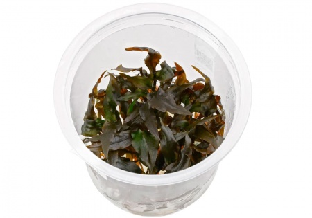Криптокорина Вендта коричневая (Cryptocoryne-wendtii var. Brown)
