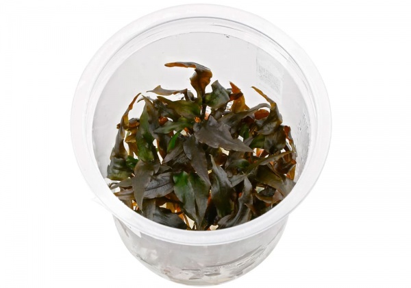 Криптокорина Вендта коричневая (Cryptocoryne-wendtii var. Brown)