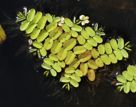 Сальвиния Плавающая  (Salvinia)