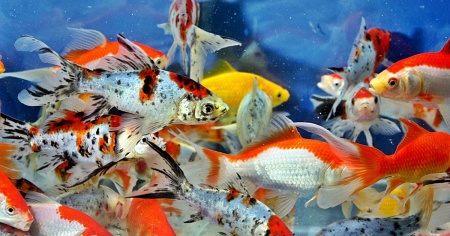 Золотая рыбка Комета ситцевая (Goldfish comet calico)
