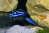Цихлида Меланохромис Майнгано (Pseudotropheus cyaneorhabdos)