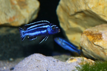 Цихлида Меланохромис Майнгано (Pseudotropheus cyaneorhabdos)