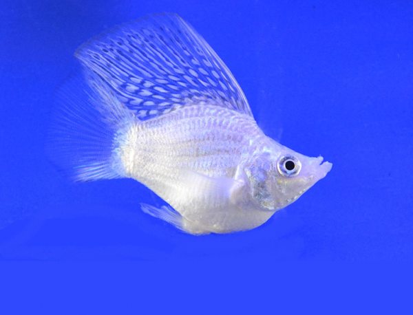 Моллинезия белая баллон (Poecilia sphenops Silver Molly balloon)