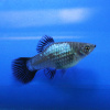 Пецилия голубая чернохвостая (Xiphophorus maculatus blue blacktail)