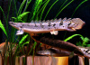 Полиптерус Дельгези (Polypterus delhezi) 5-7 см