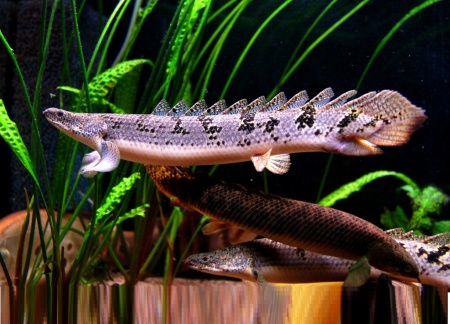 Полиптерус Дельгези (Polypterus delhezi) 5-7 см