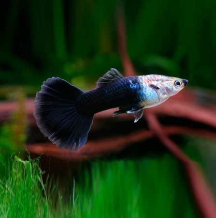 Гуппи черный монах (Guppy black smoking)
