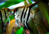 Скалярия Зебра бриллиантовая (pterophyllum zebra Diamond)
