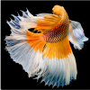 Петушок Халфмун Дамбо делтая бабочка самец (betta-dumbo-butterfly)