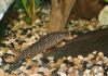 Боция Стриата полосатая (Botia striata) 5 см