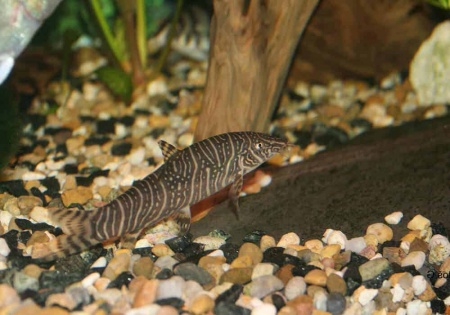 Боция Стриата полосатая (Botia striata) 5 см