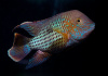 Акара бирюзовая (aequidens rivulatus)