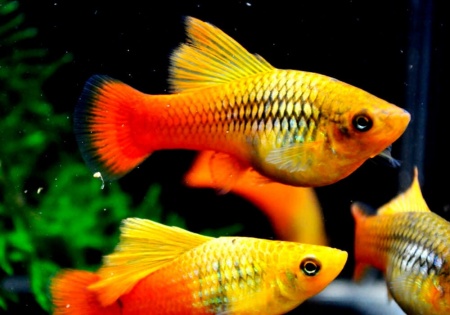 Пецилия пестрая радужная высокоплавничная (Xiphophorus variatus sunset rainbow hai-fin Platy)