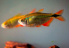 Хемиграммус Тетра гоноптерус (Hemigrammus Caudovittatus)