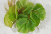 Сальвиния Плавающая  (Salvinia)
